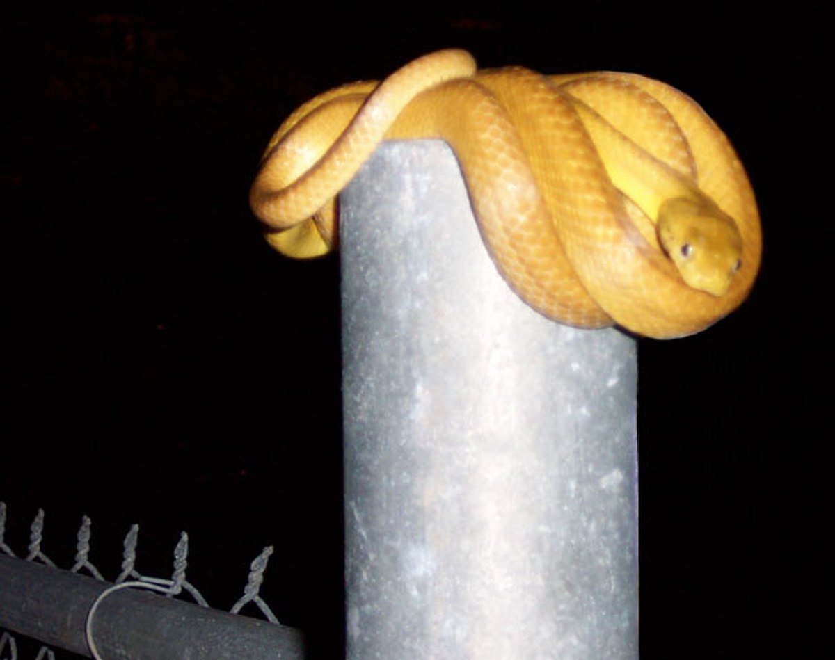 Boiga irregularis
