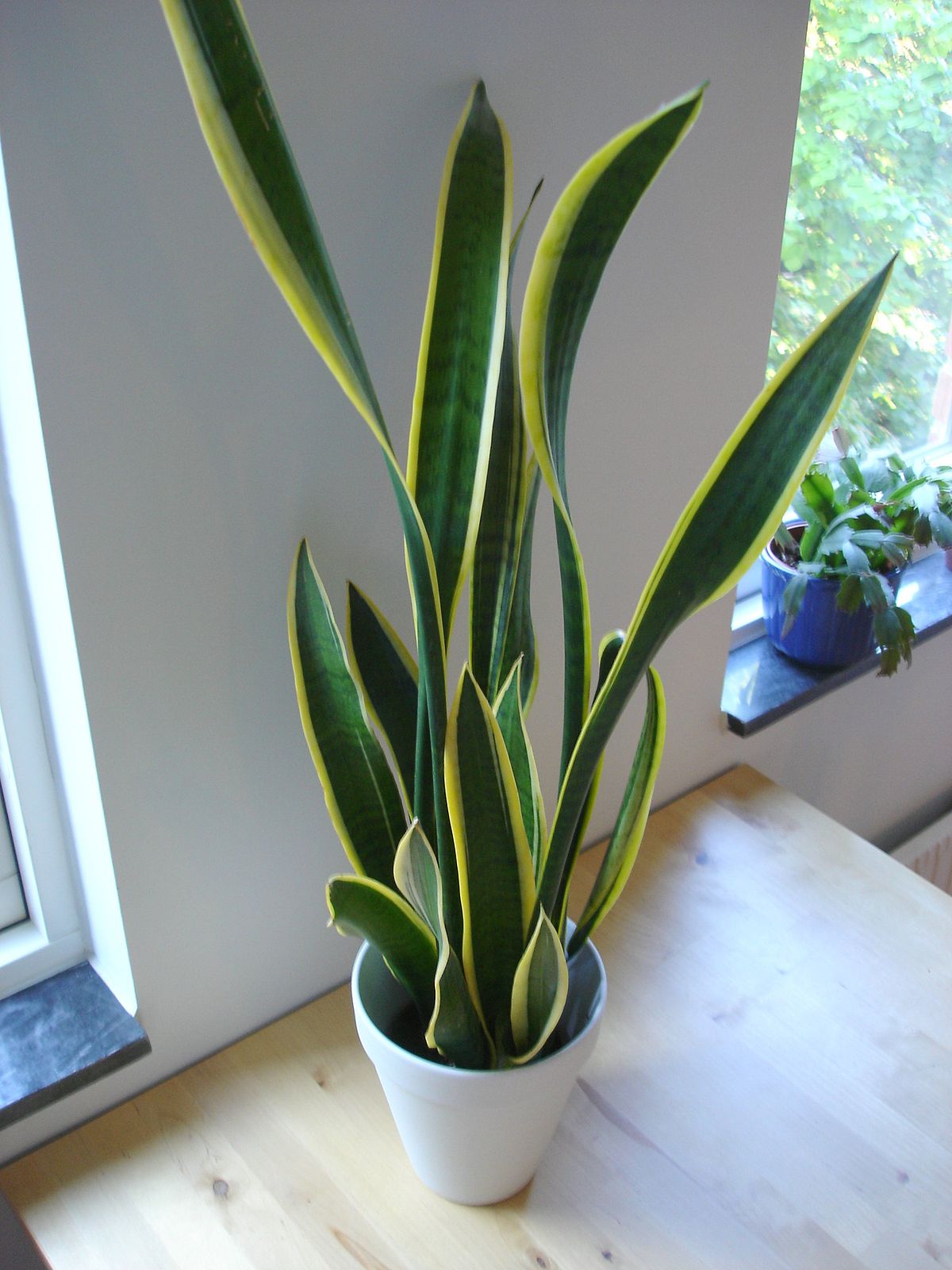 Plante dépolluante