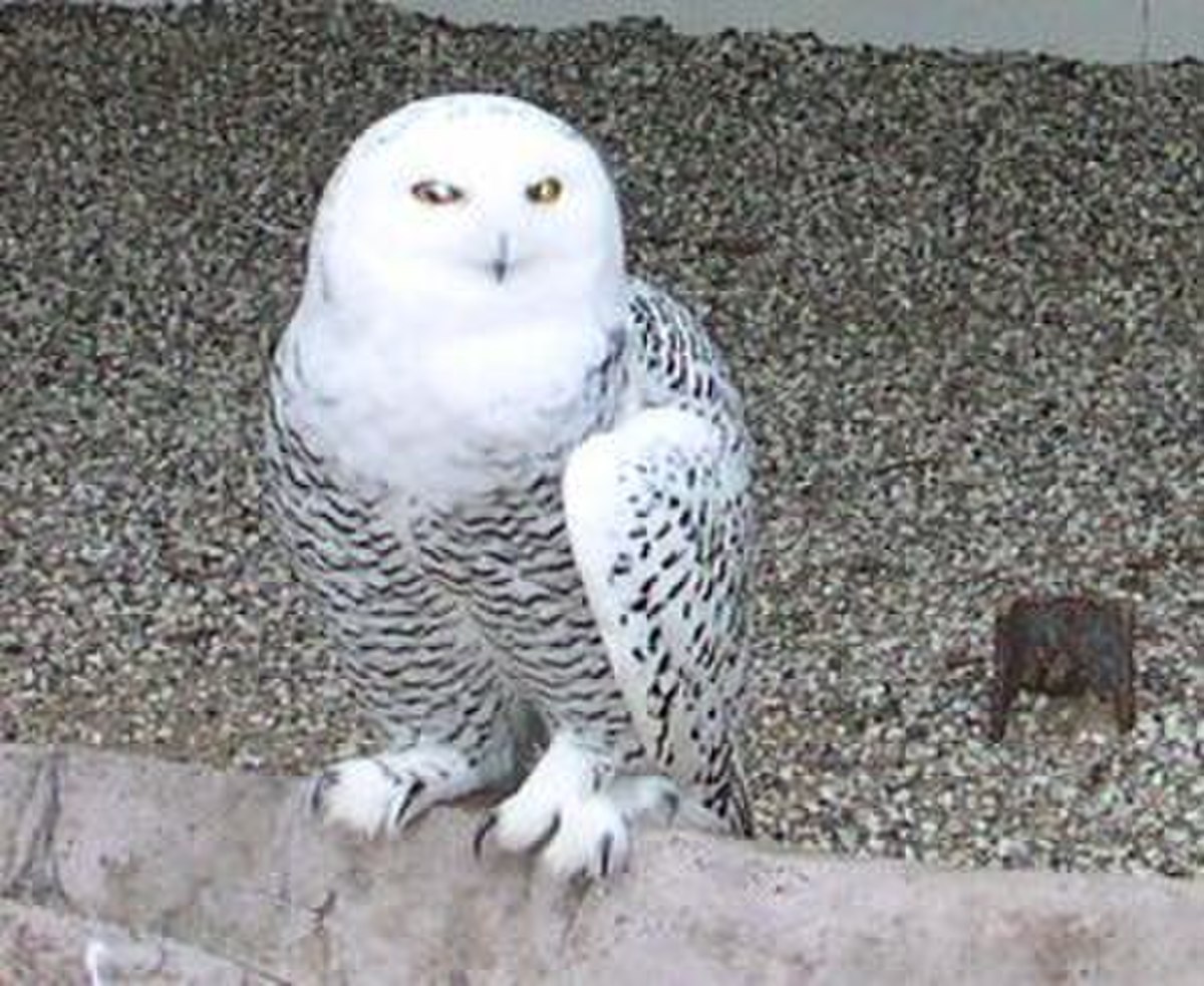 Harfang des neiges