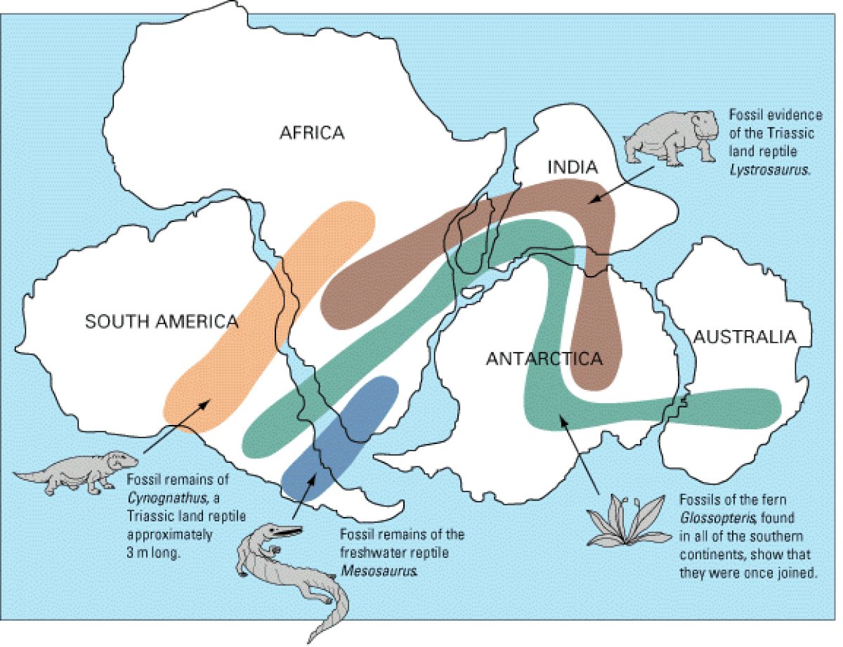 Faune australe du Crétacé