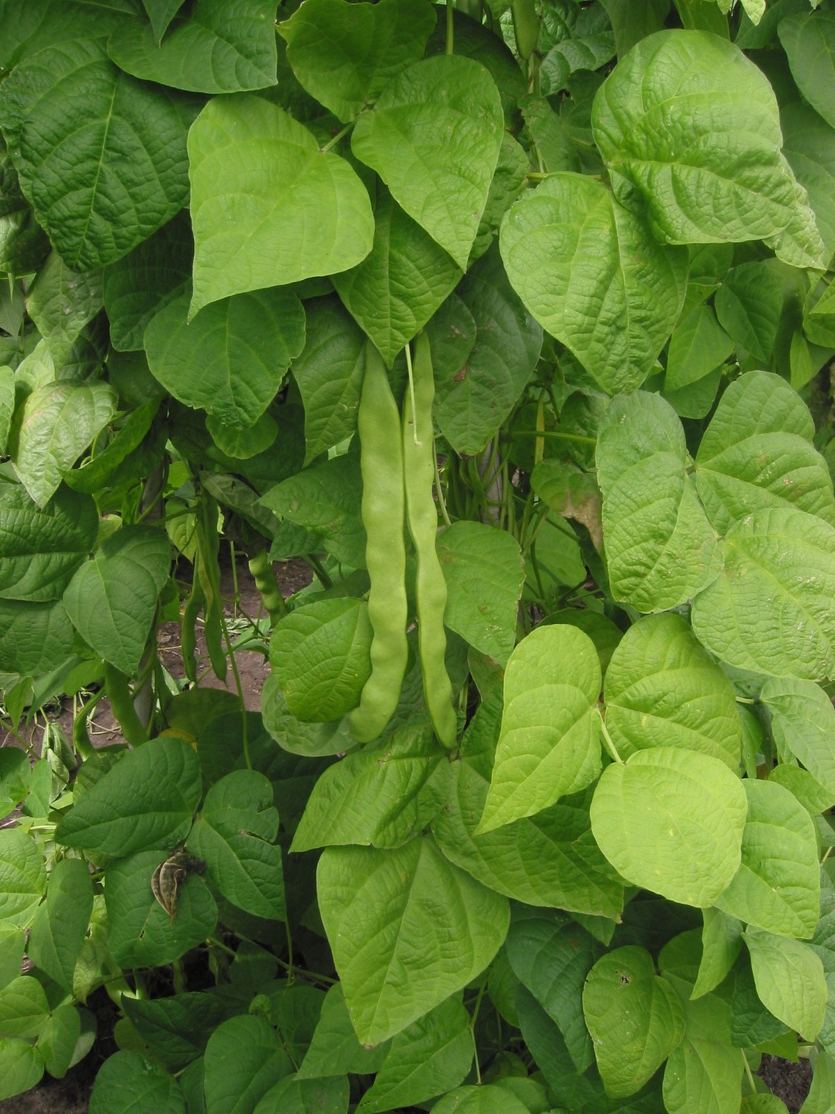 Haricot (homonymie)