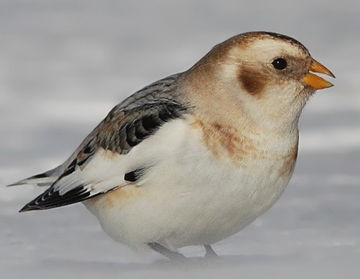 Bruant des neiges