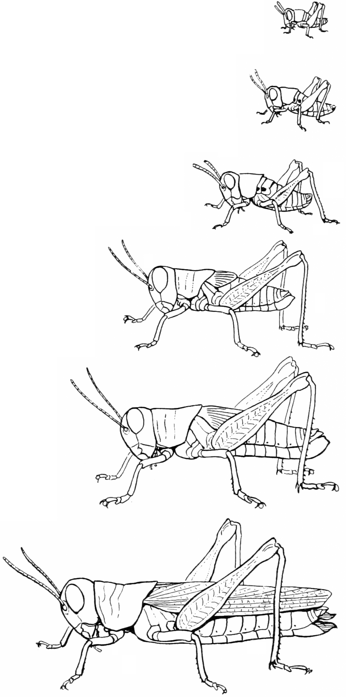 Orthoptera