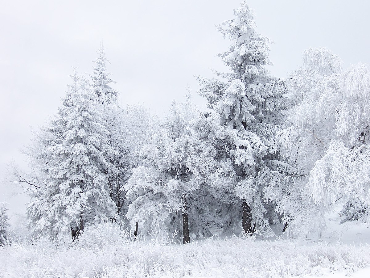 Neige