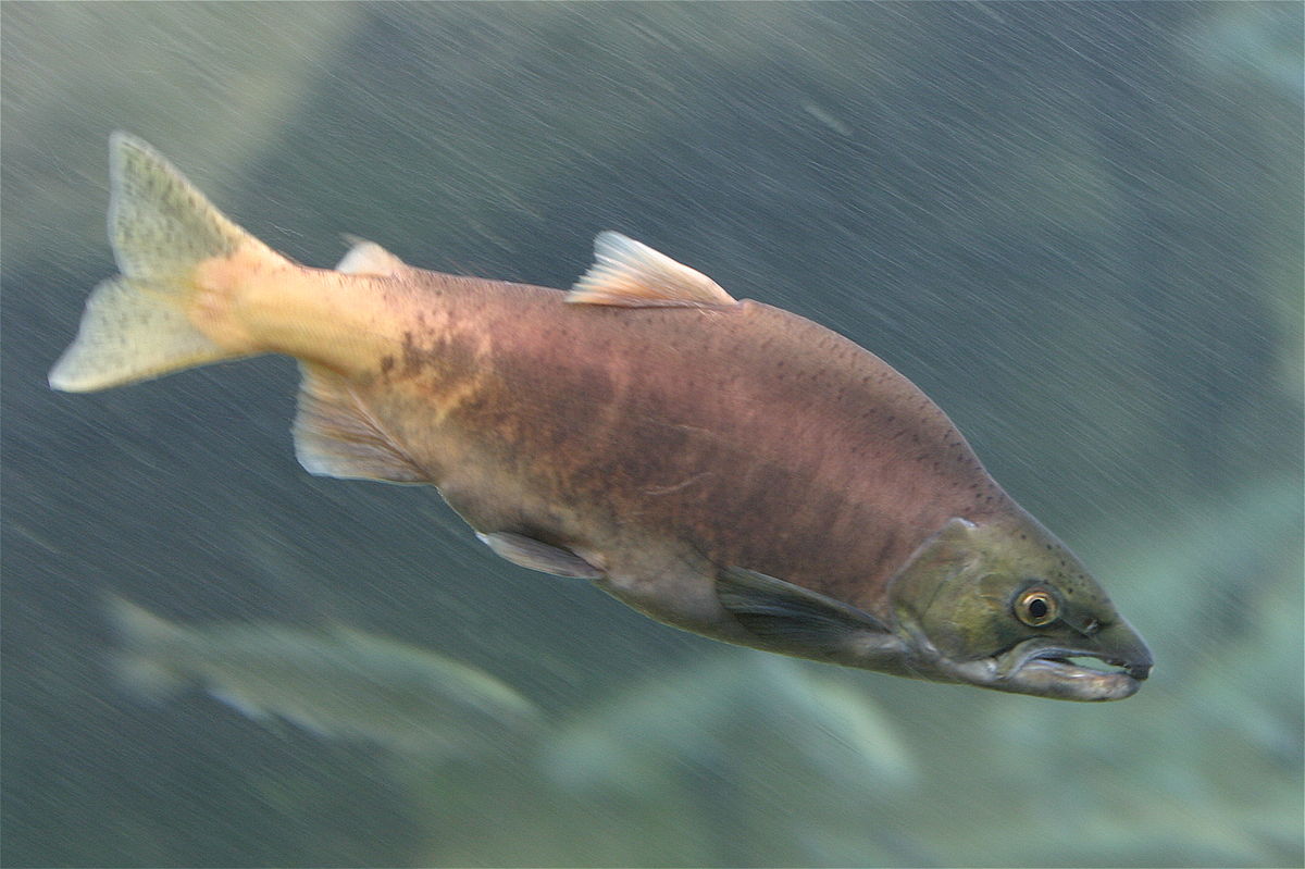 Oncorhynchus nerka