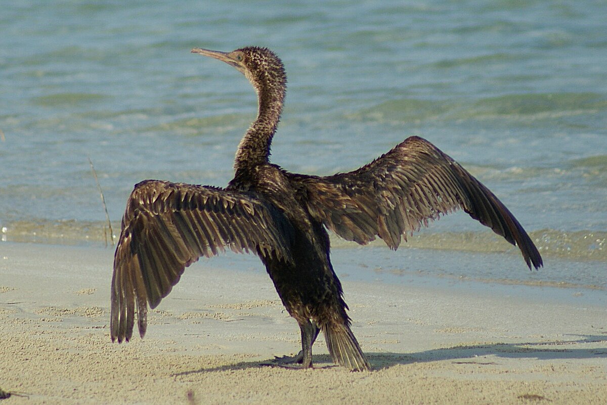 Cormoran de Socotra