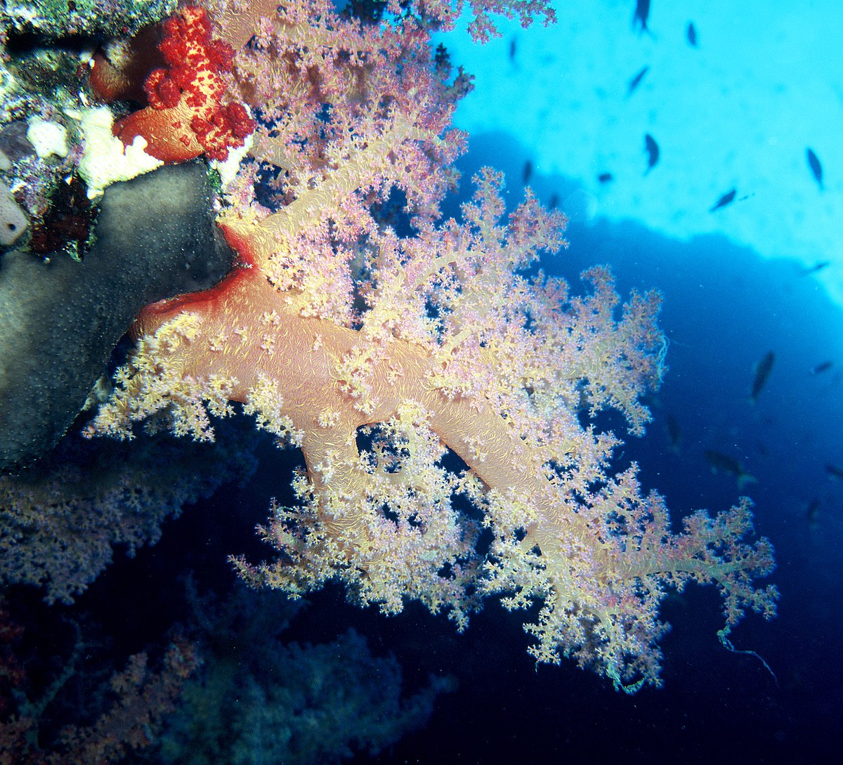 Alcyonacea