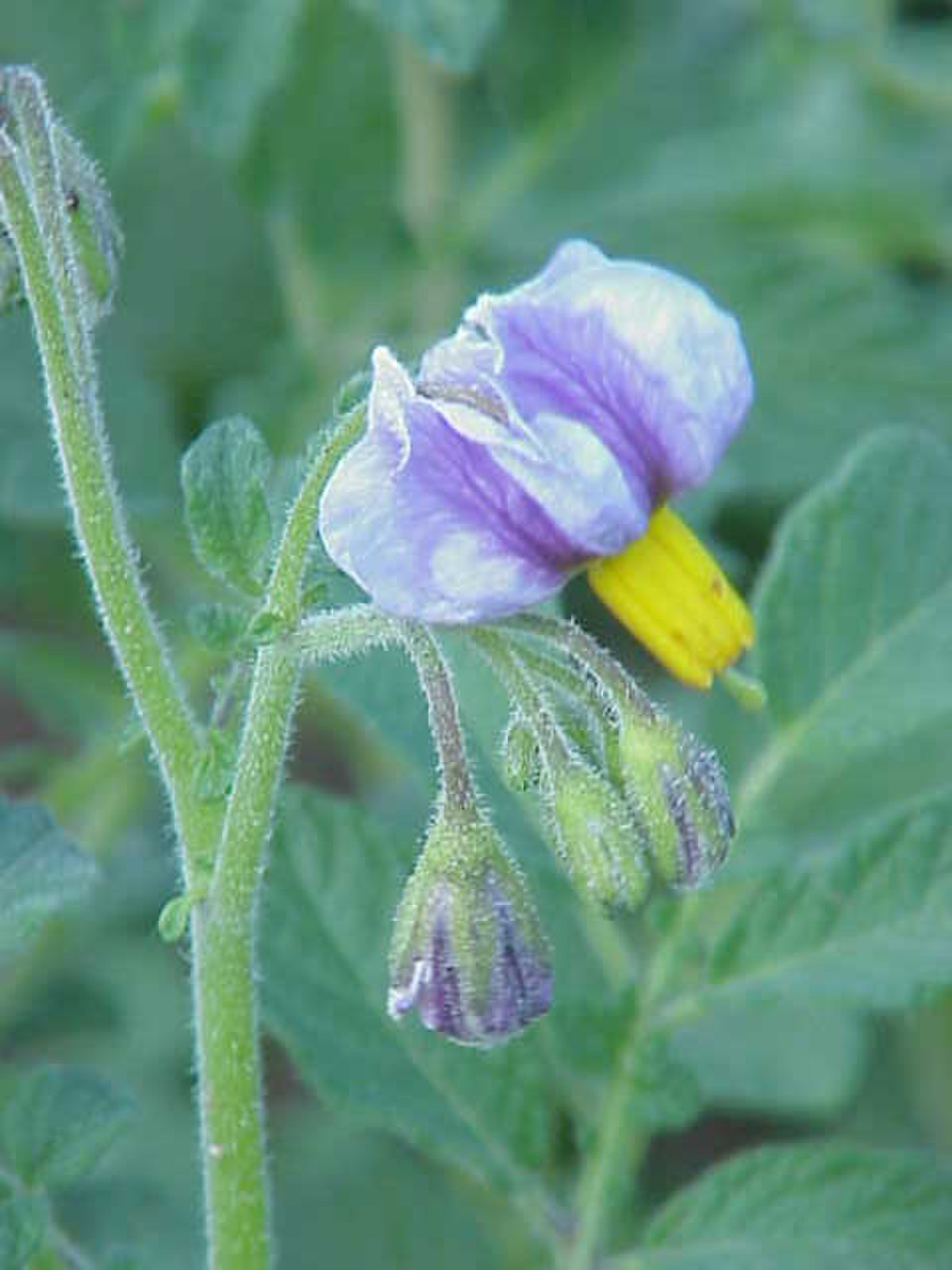 Solanum