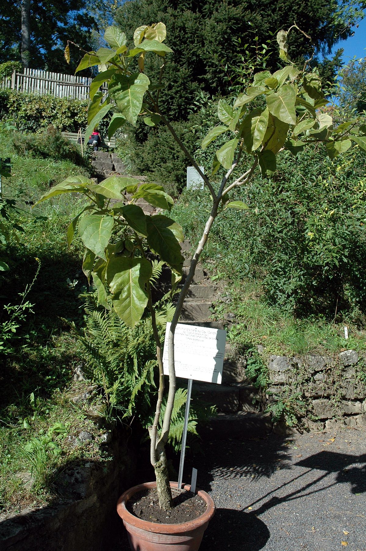 Tamarillo