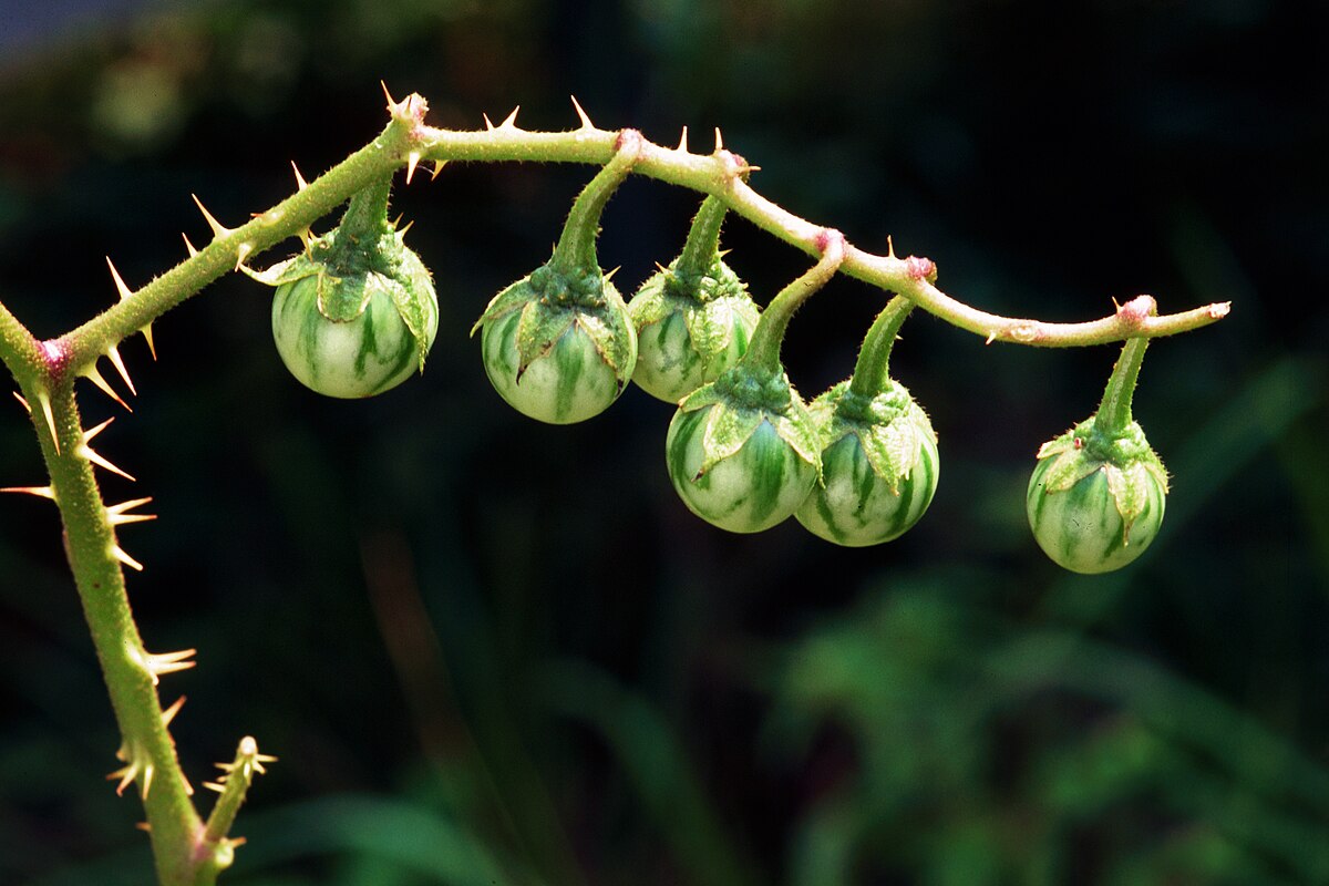 Solanaceae