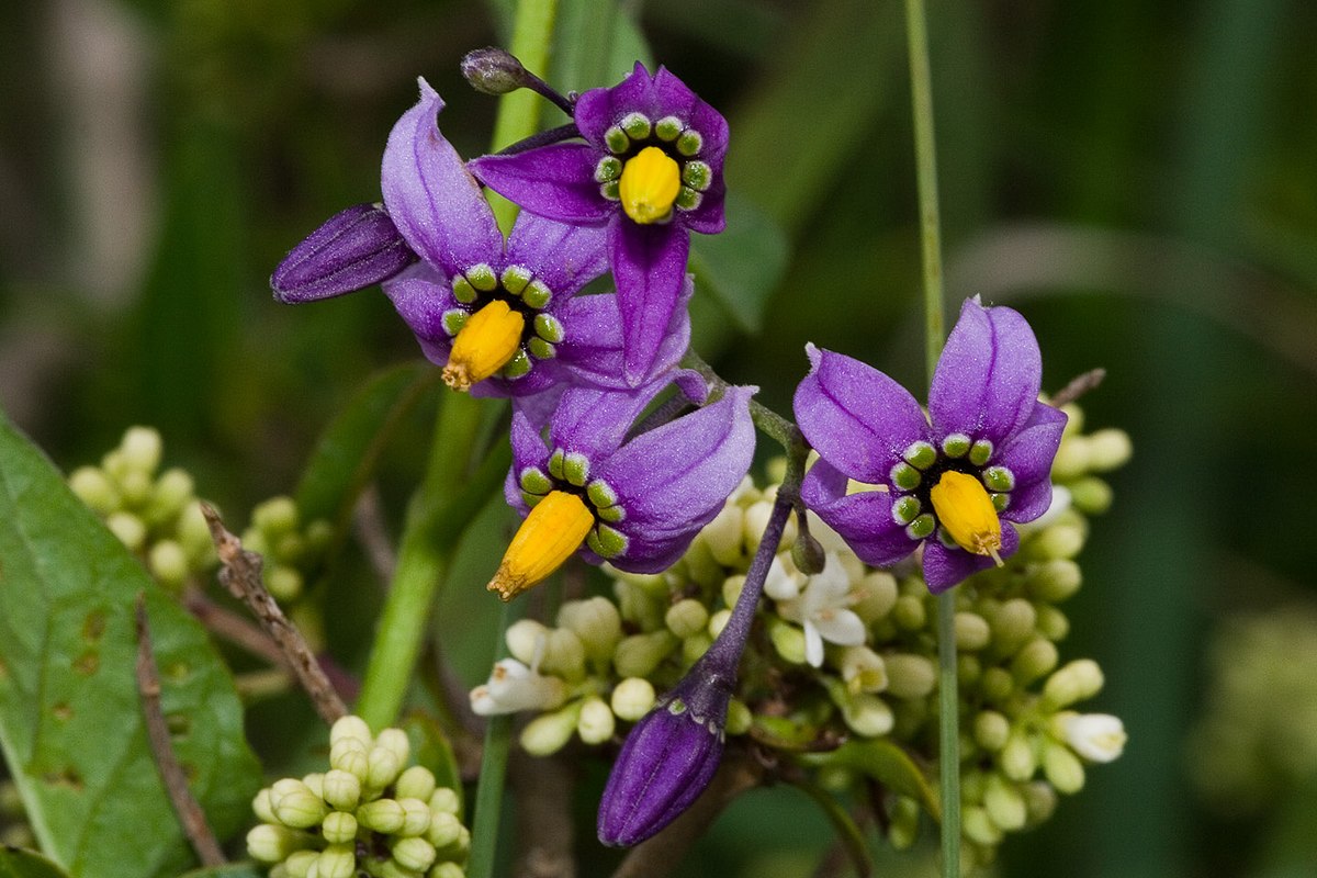 Liste des espèces du genre Solanum