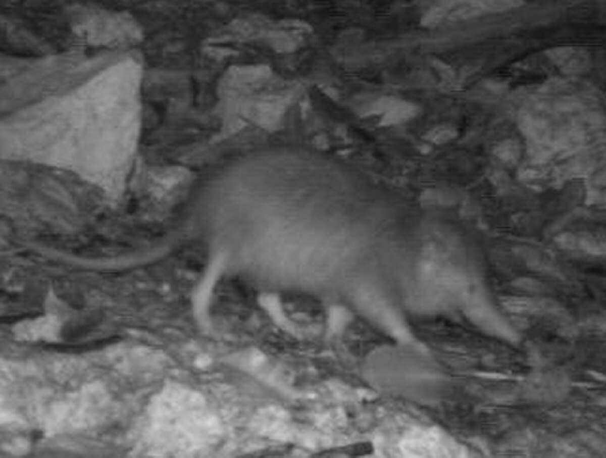 Solenodon paradoxus