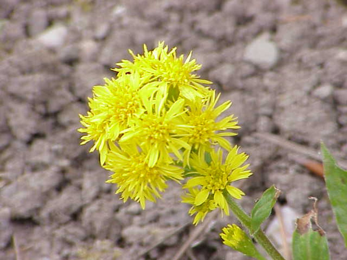 Inflorescences de Solidago virgaurea minuta