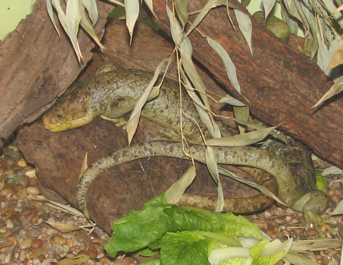 Corucia zebrata