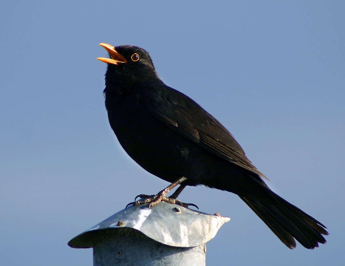 Vocalisation des oiseaux