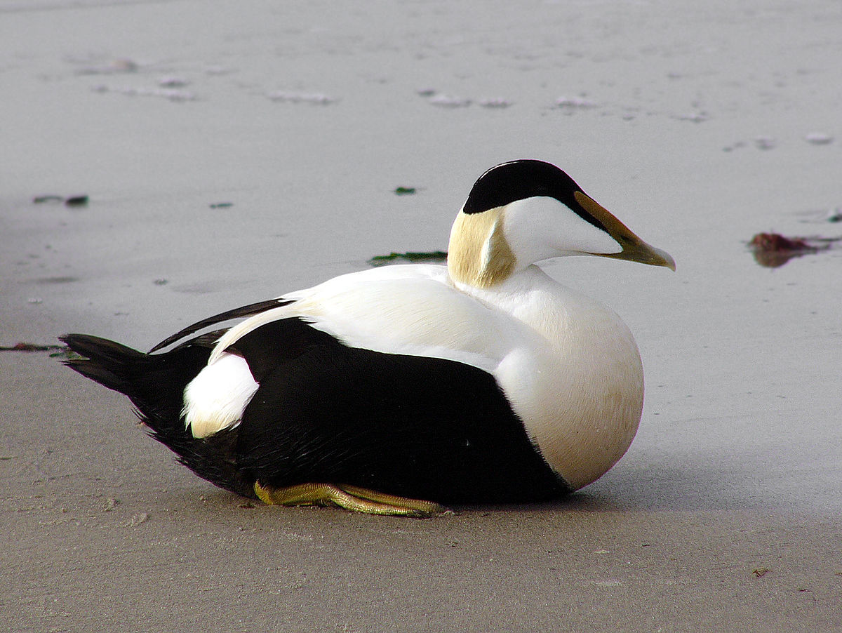 Eider à duvet