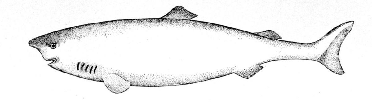 Somniosus