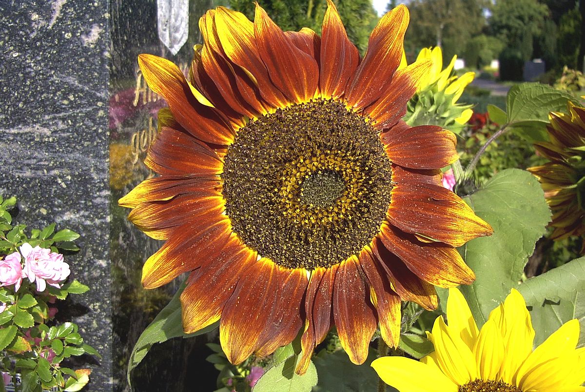 Tournesol