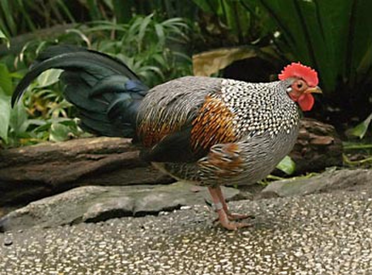 Coq de Sonnerat