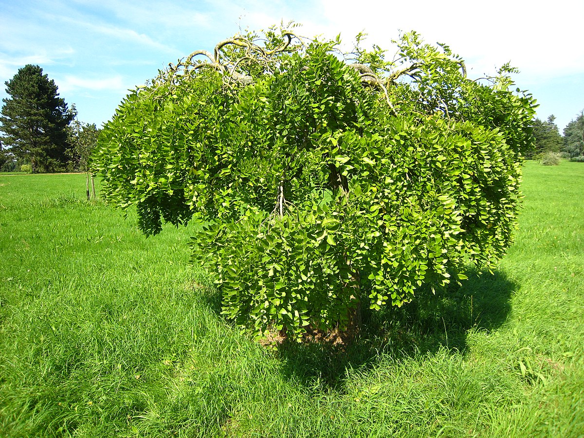 Styphnolobium japonicum
