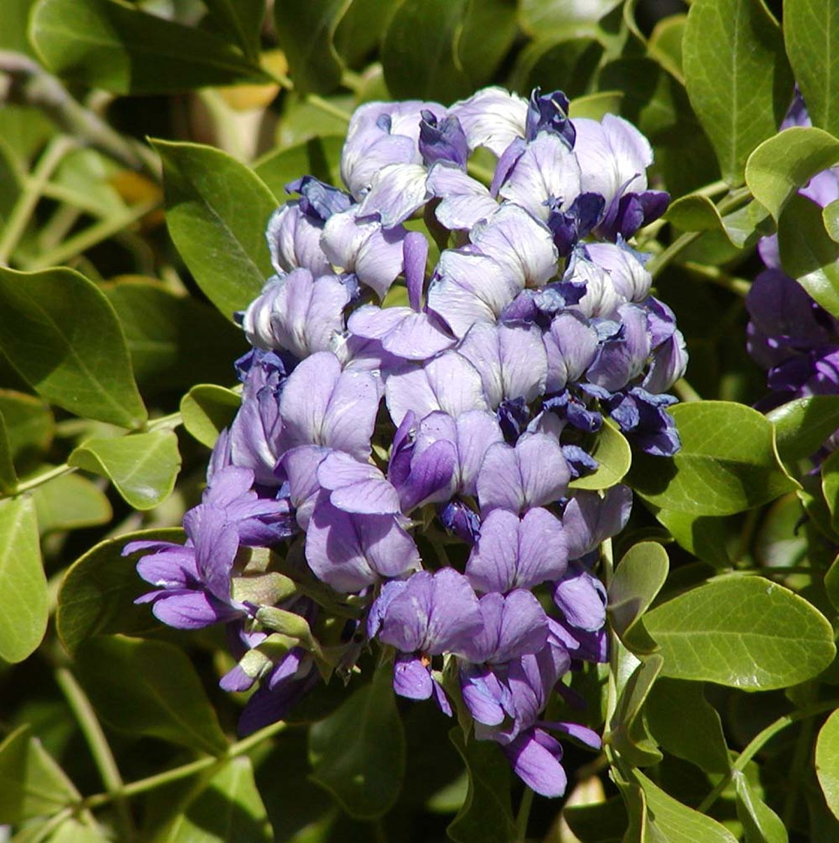 Calia secundiflora