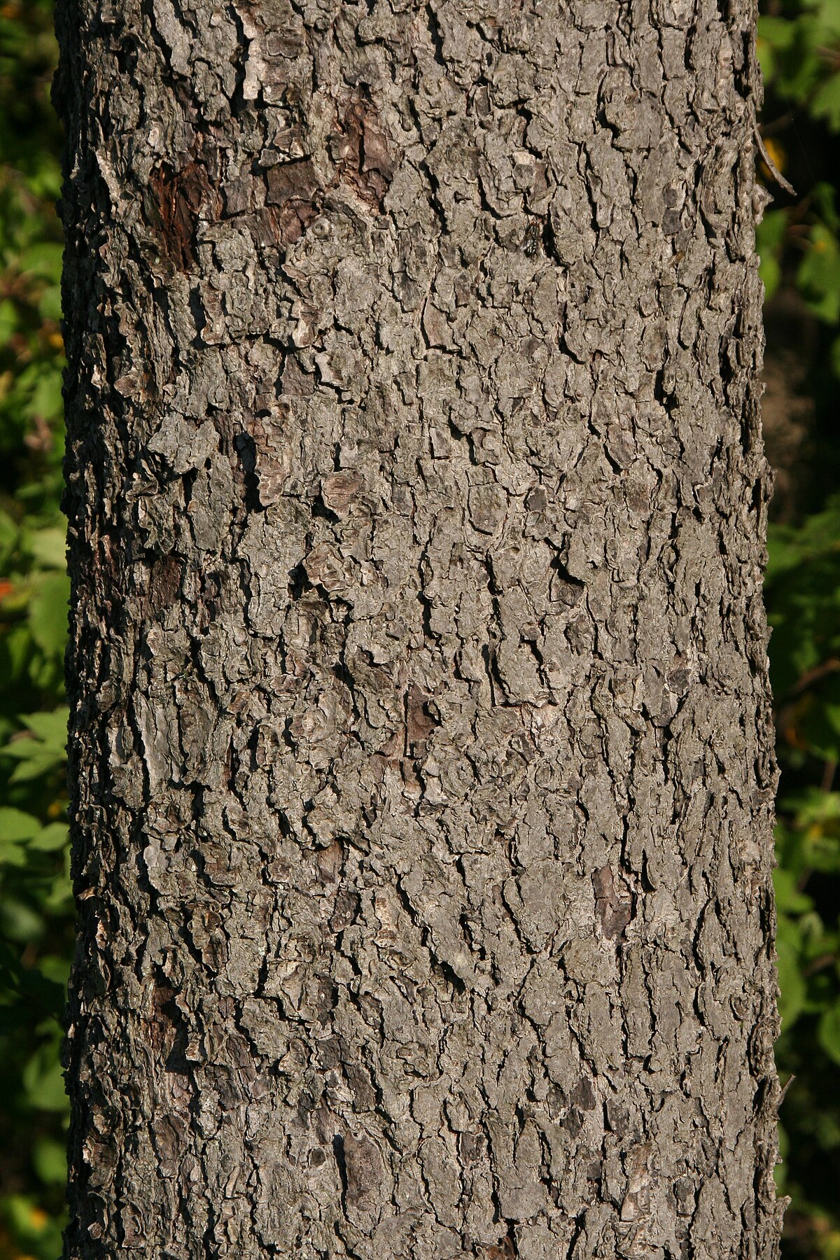 écorce