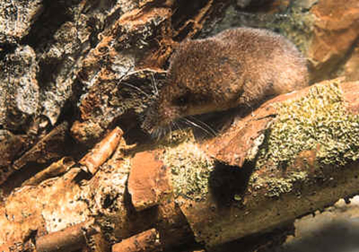 Sorex alpinus