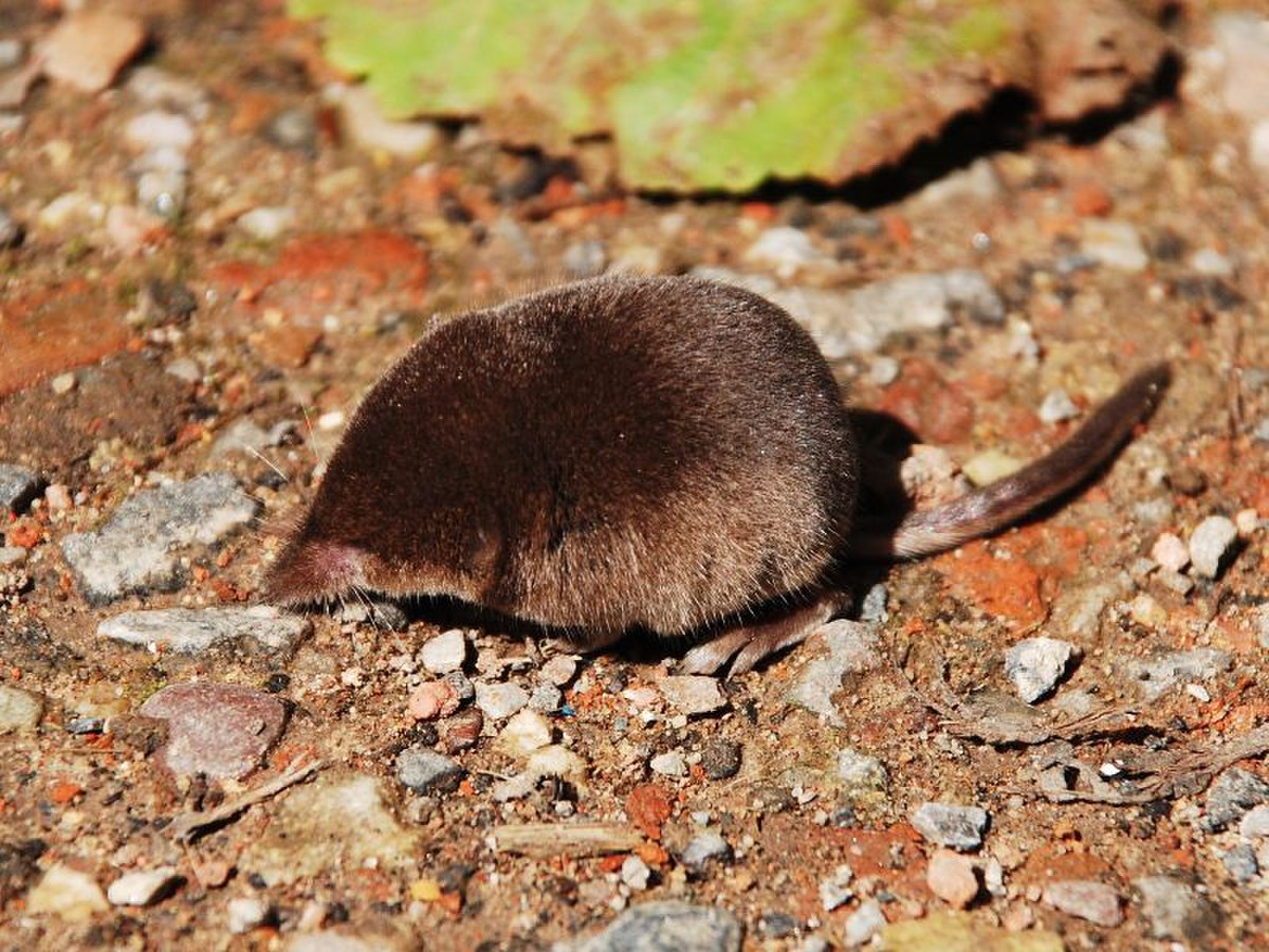 Sorex minutus
