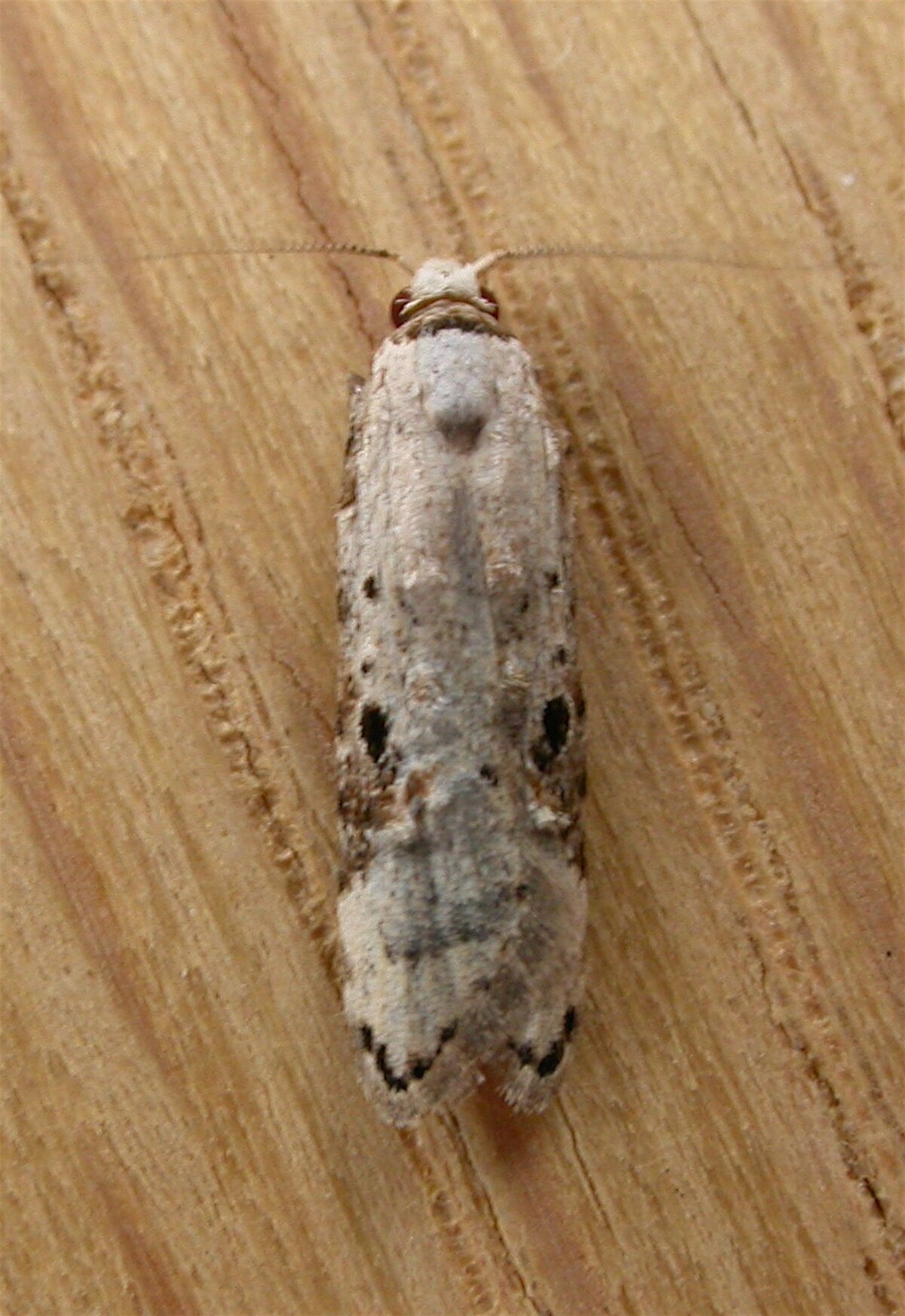 Carposinoidea