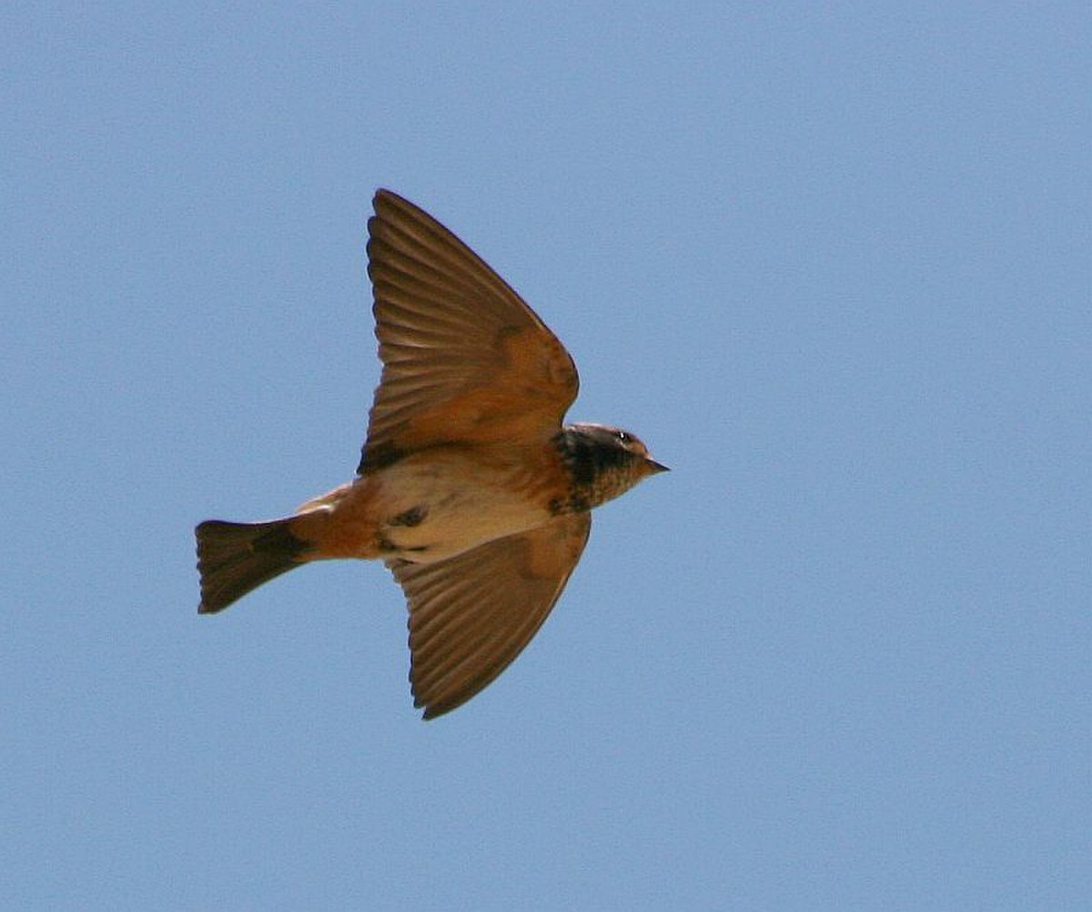 Hirondelle sud-africaine