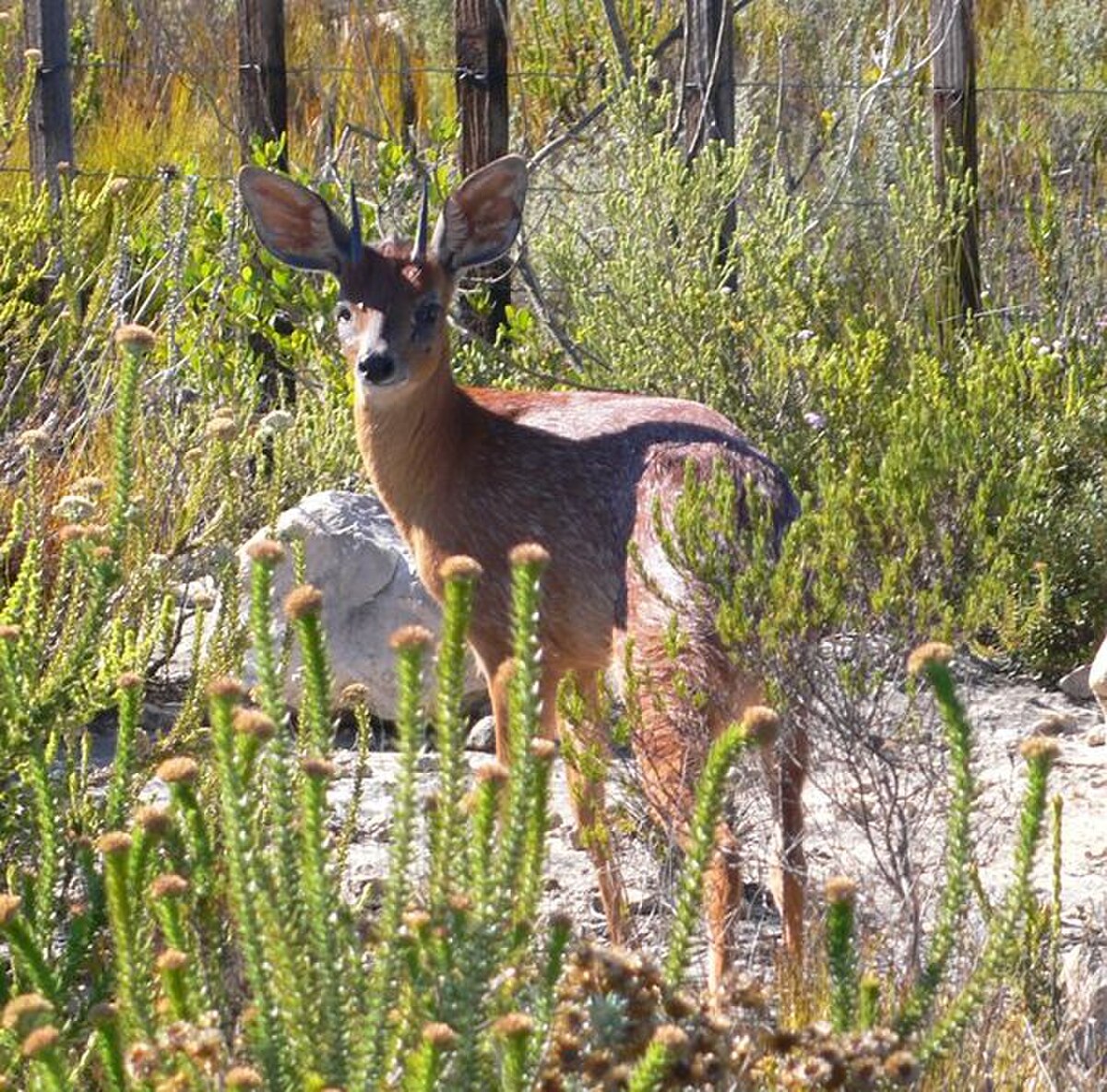 Raphicerus melanotis