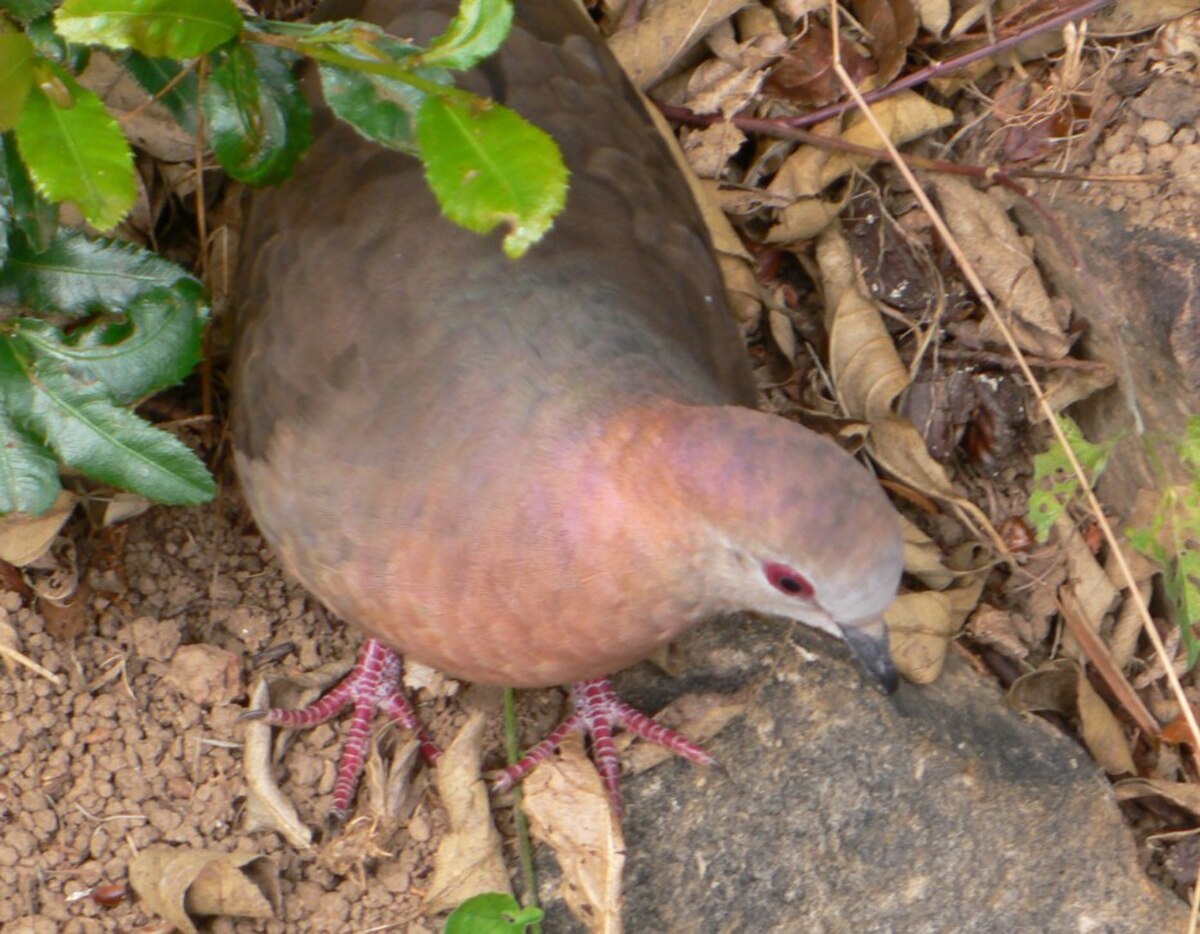 Pigeon à masque blanc