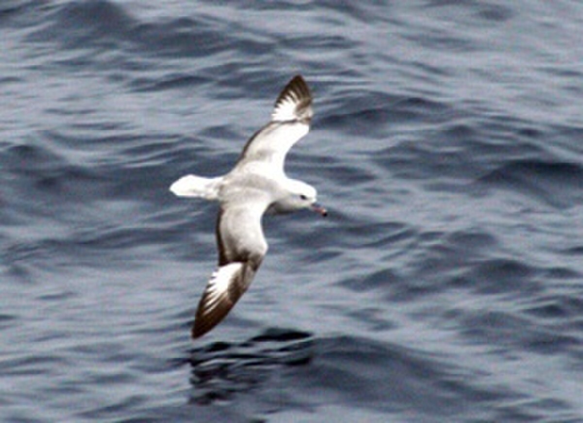 Southern Fulmar closeup.jpg