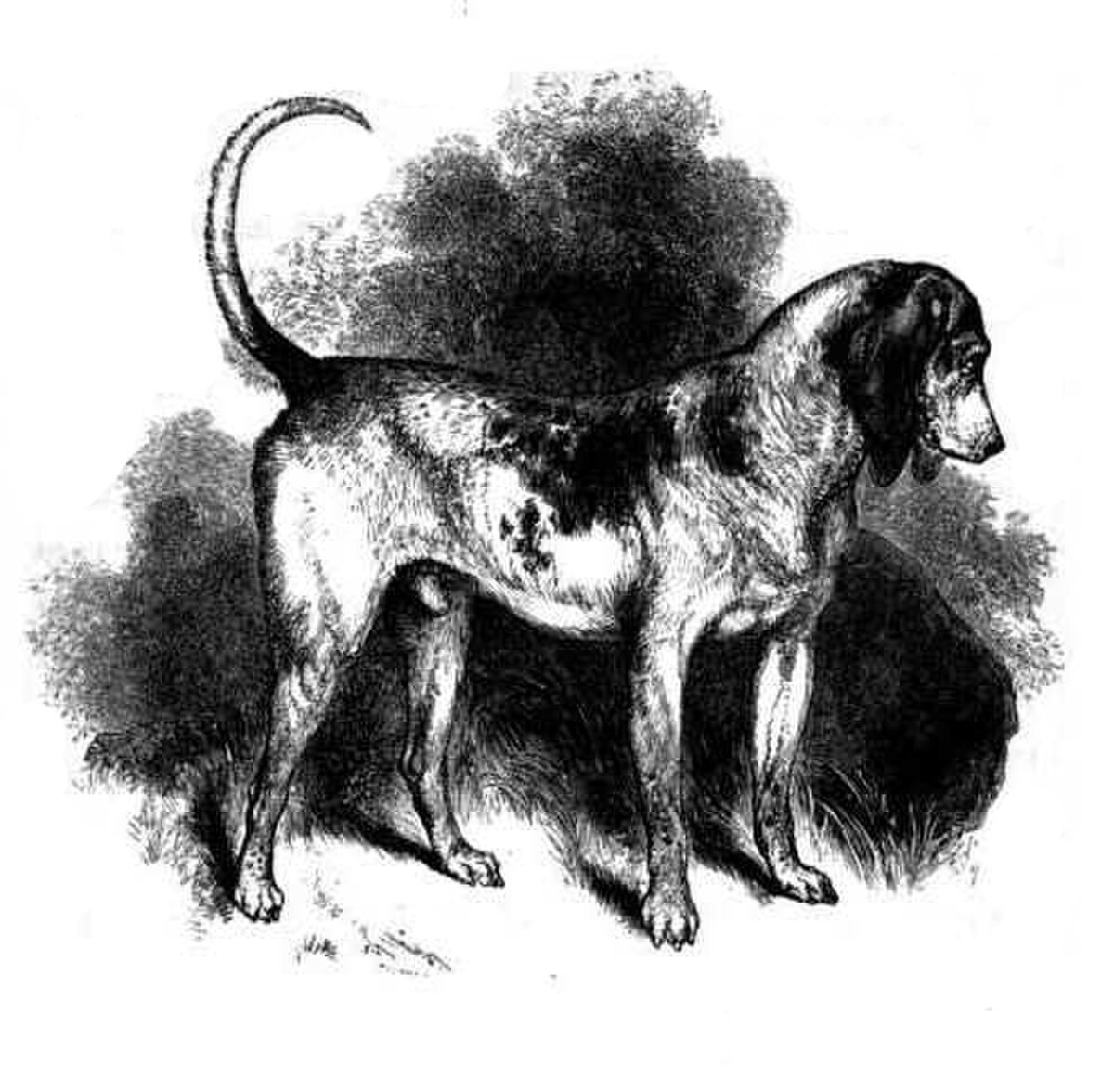Chien courant du Sud