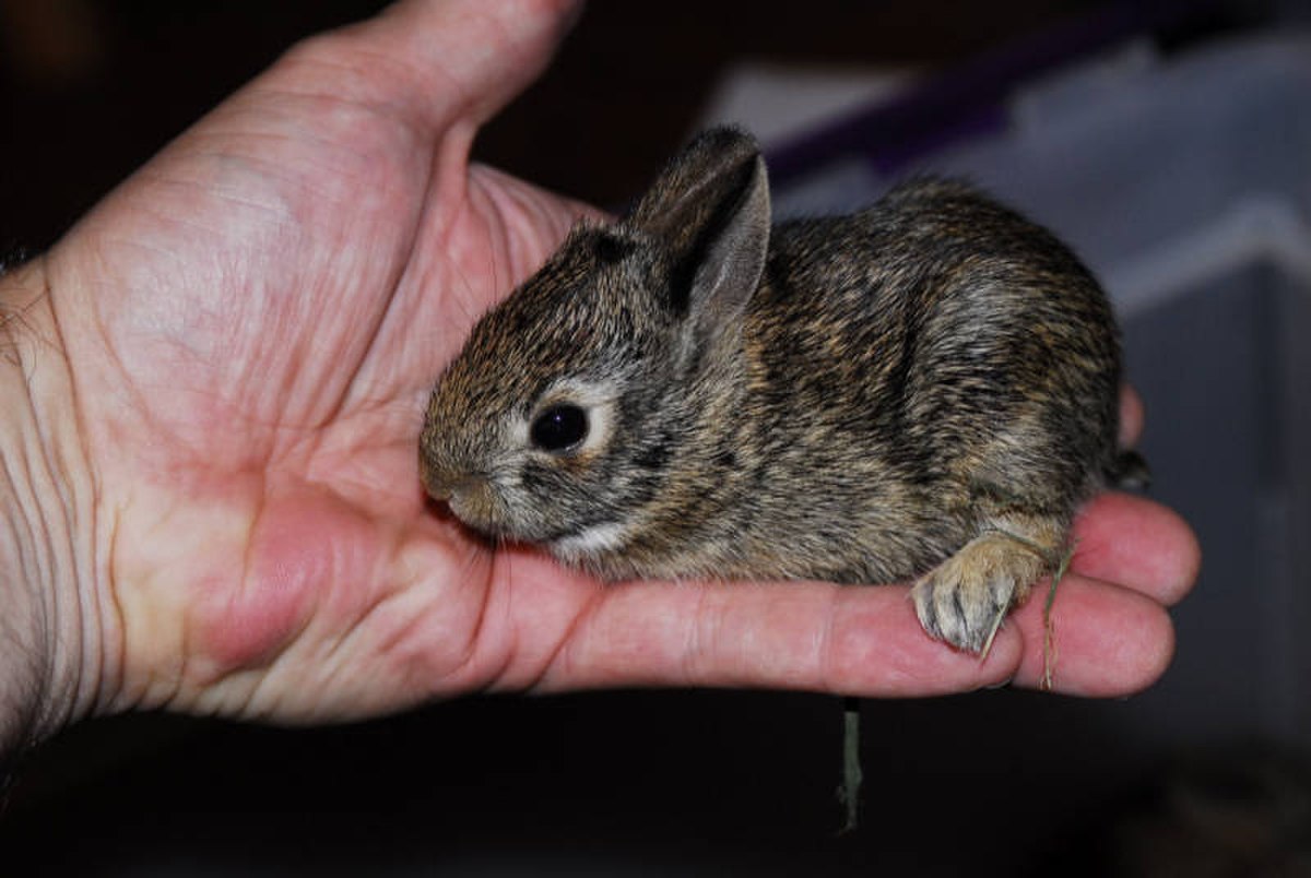 Lapin des marais