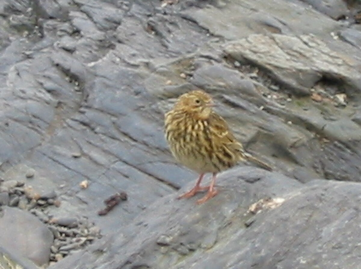 Pipit antarctique
