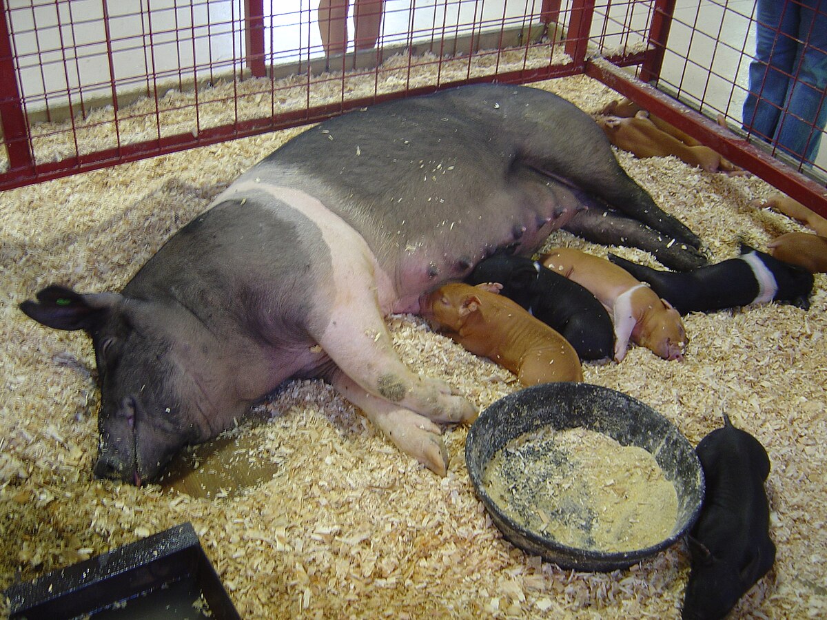 Hampshire (race porcine)