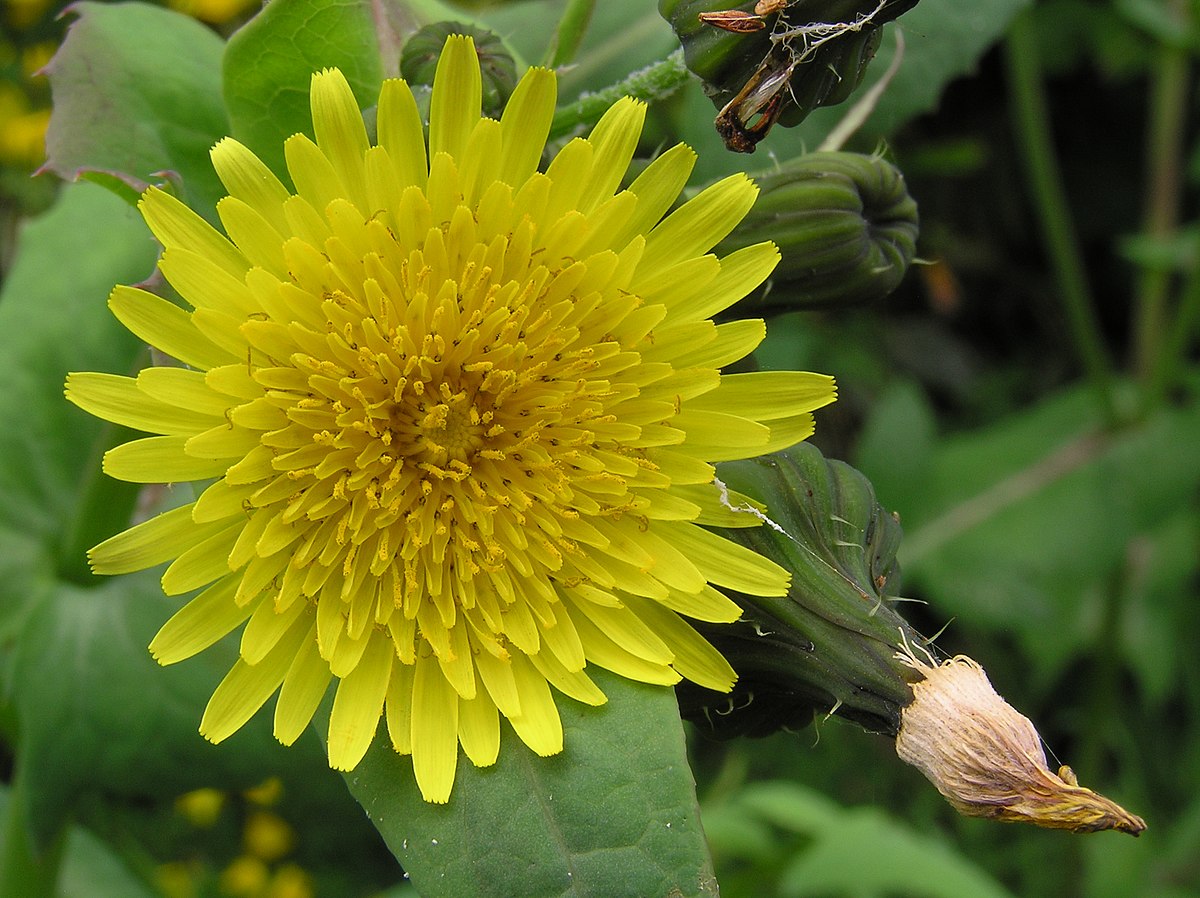 Sonchus