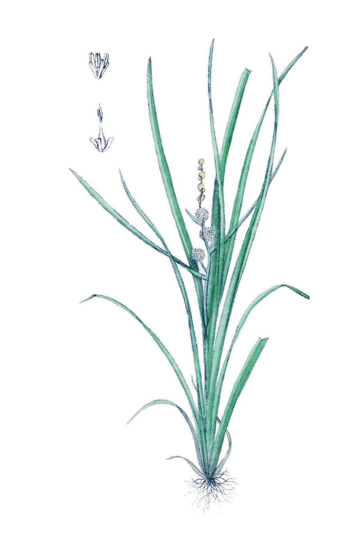 Sparganium simplex