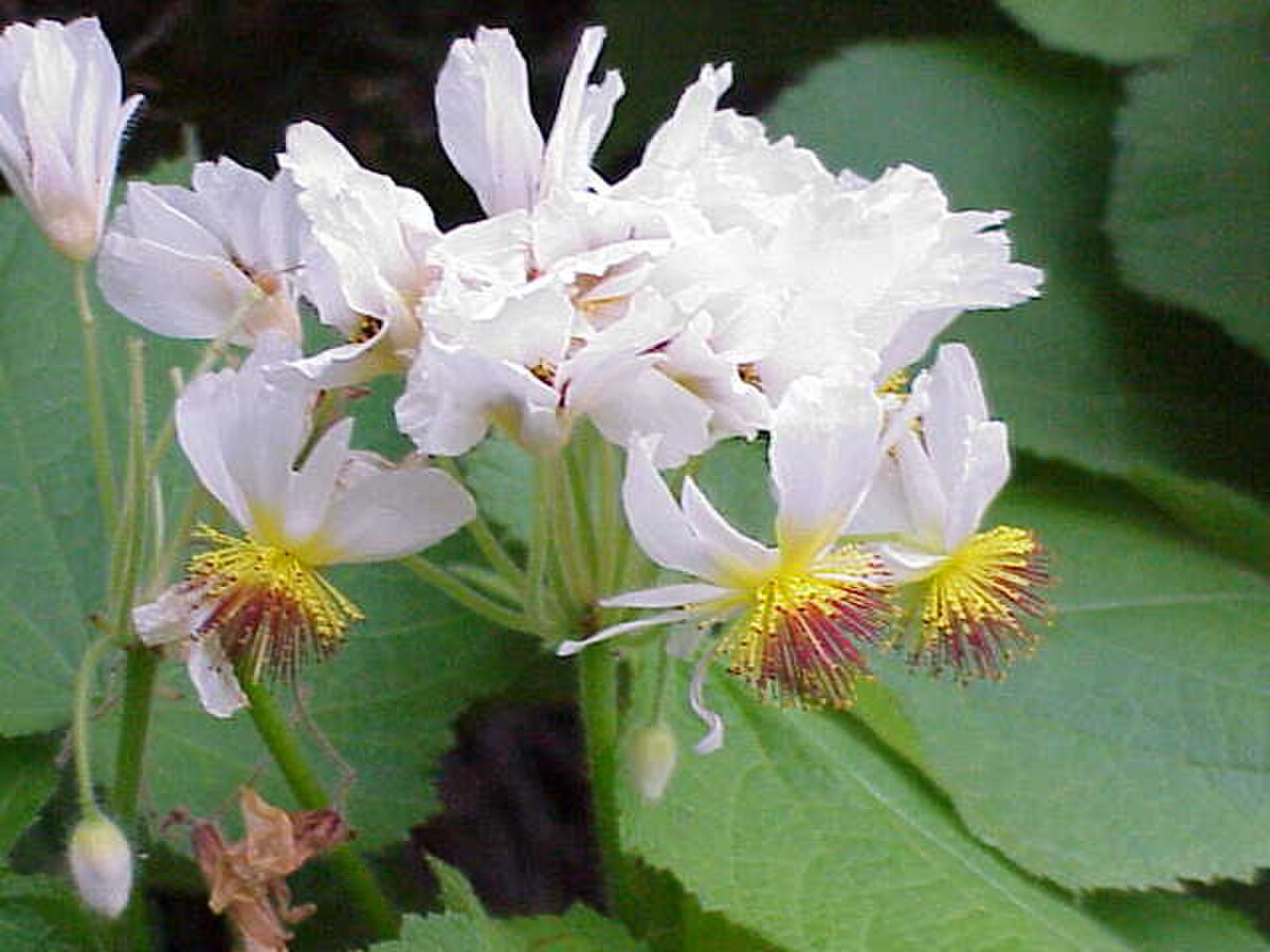 Tiliaceae