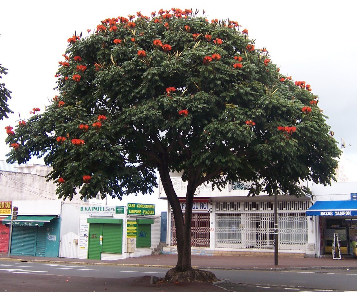Tulipier du Gabon