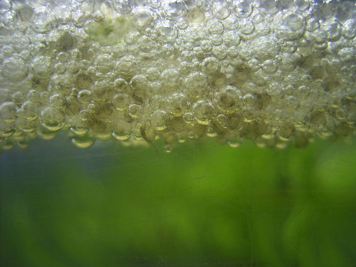Œufs et premiers alevins dans leur nid de bulles