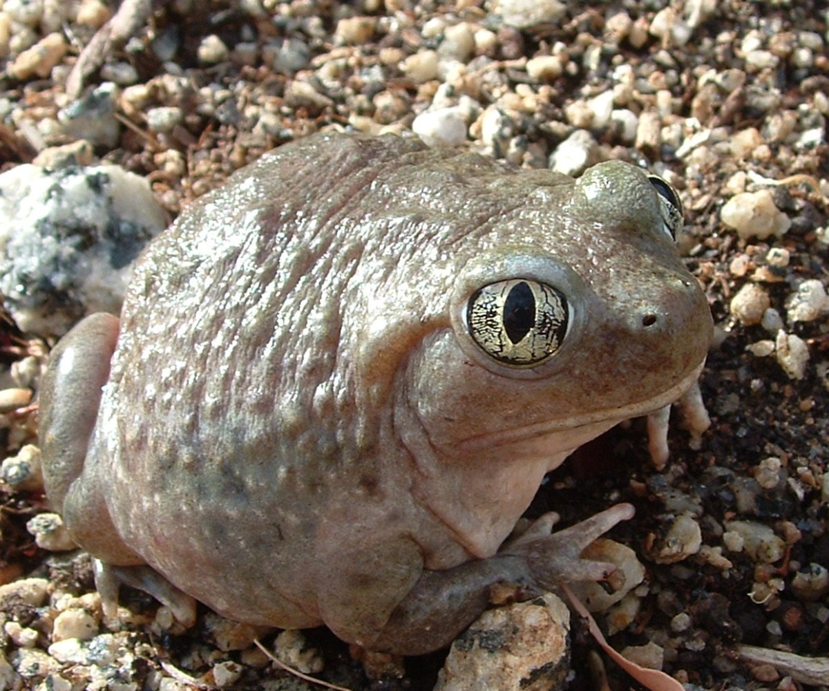 Pied-en-bêche occidental