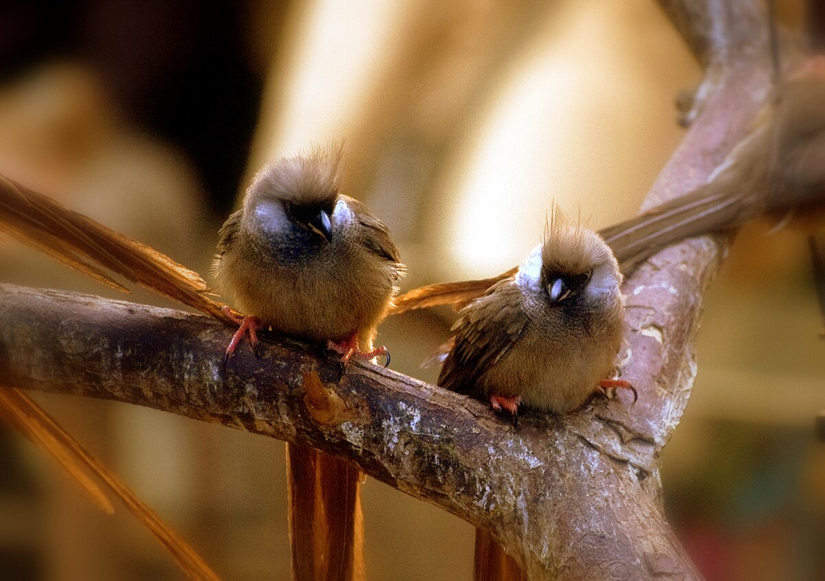 Coliiformes