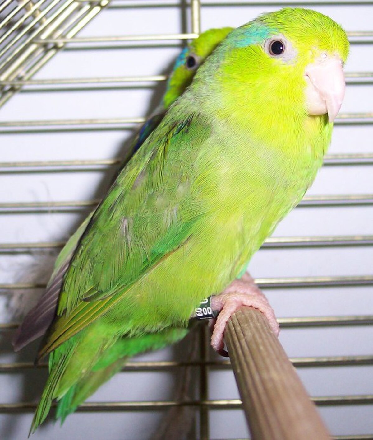 Touï