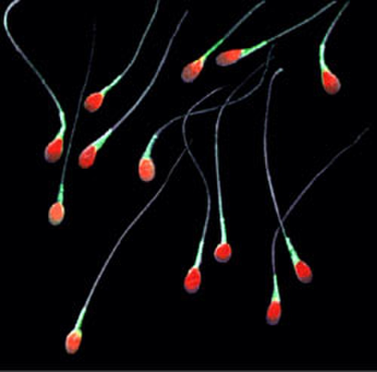 Spermiologie