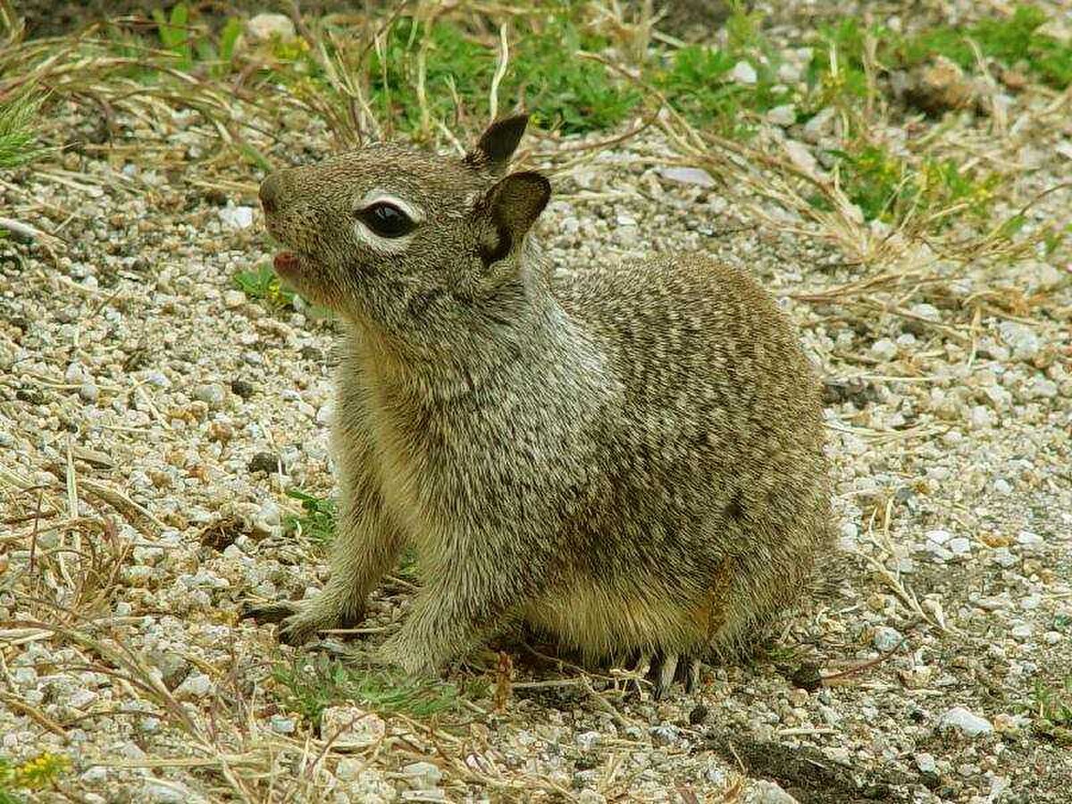 Spermophilus beecheyi
