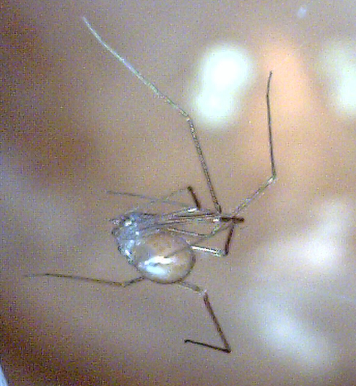 Spermophora