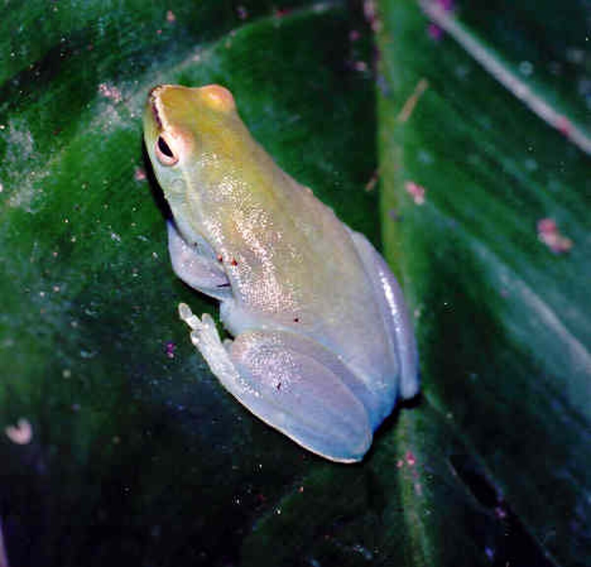 Sphaenorhynchus lacteus
