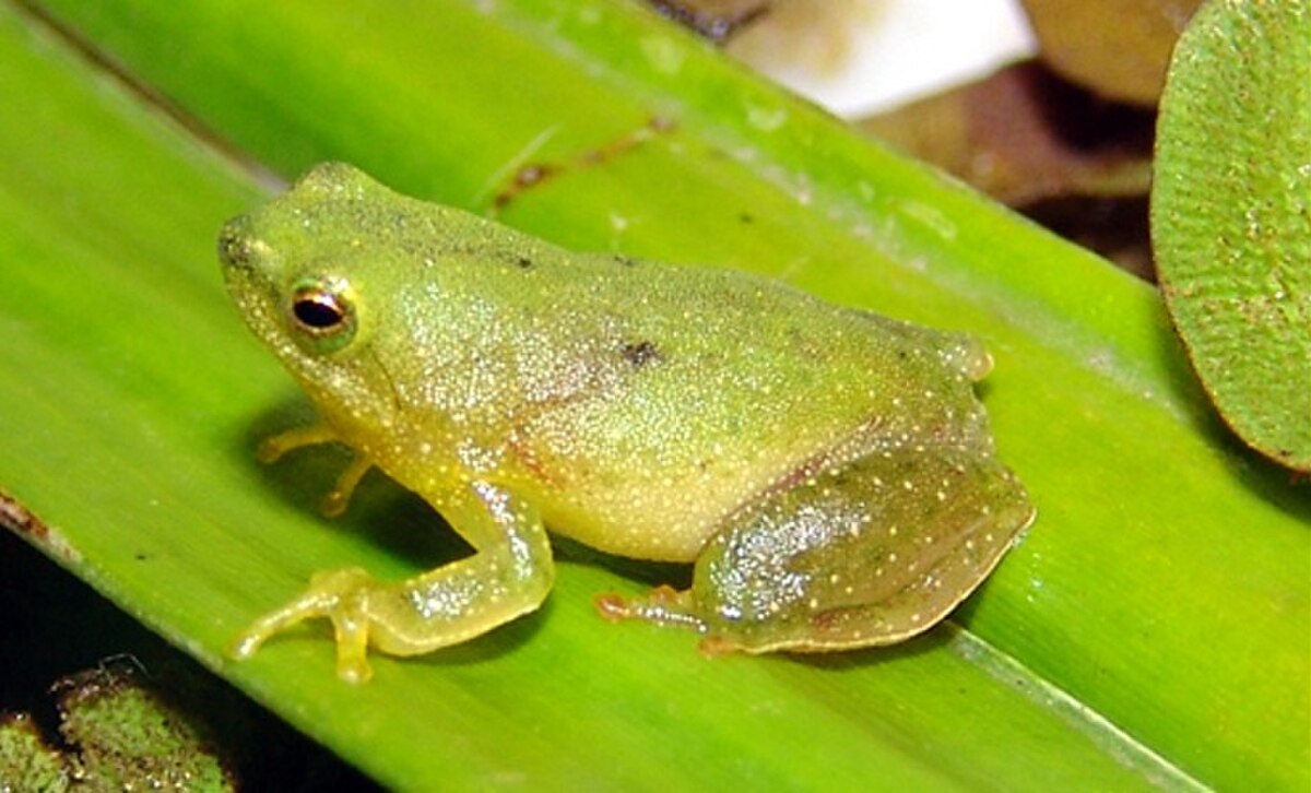Sphaenorhynchus planicola